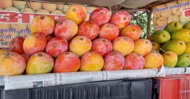 Along with the capital Bhopal, the sweetness of Bhel's mangoes reaches other states and cities.