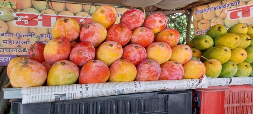 Along with the capital Bhopal, the sweetness of Bhel's mangoes reaches other states and cities.