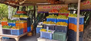 Along with the capital Bhopal, the sweetness of Bhel's mangoes reaches other states and cities.