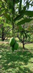 Along with the capital Bhopal, the sweetness of Bhel's mangoes reaches other states and cities.