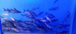 A world of fishes like the Dubai Mall will be seen in the fair.